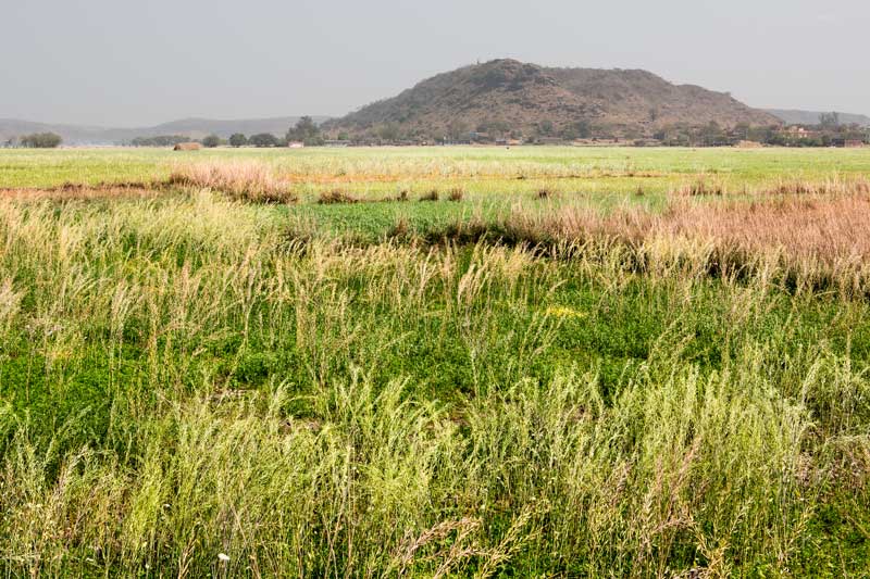 Rabi crop growing in the dry bed of Patesar Ahar in Kaimur district, Bihar